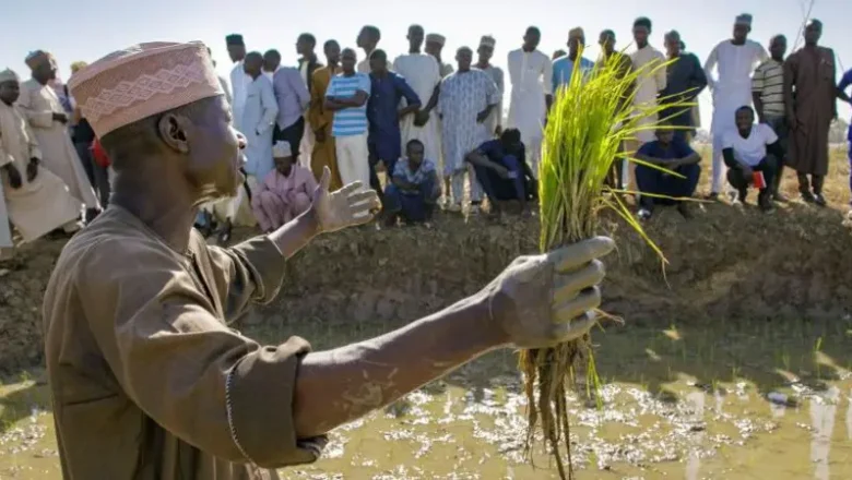 Yadda manoma ke kwana a gonaki domin gadin amfanin gonarsu a jihar Yobe