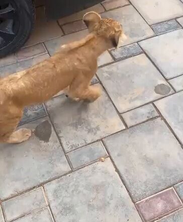 Bidiyo:Kalli yanda wani dan Najeriya ya siyo Zak8 ya ajiye a gida kamar dai yanda ake ajiye kare a gida