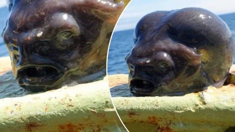 Kalli Hotunan wata halitta da ba’a taba ganin irinta ba da Turawa suka gano a karkashin ruwa