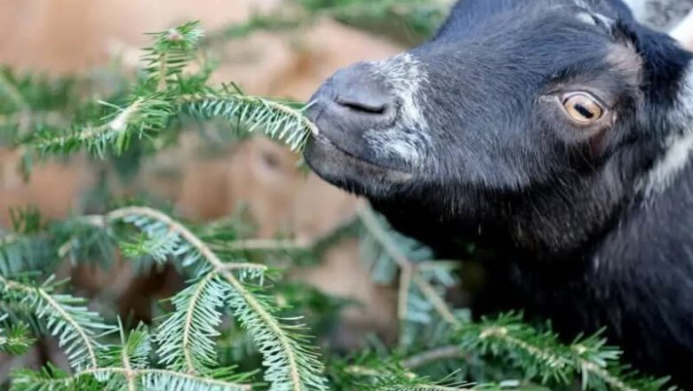 Kotu Ta Tasa Keyar Wasu Mutane Biyar Zuwa Gidan Yari A Kano Saboda Awakinsu Sun Ci Shukar Gwamnati