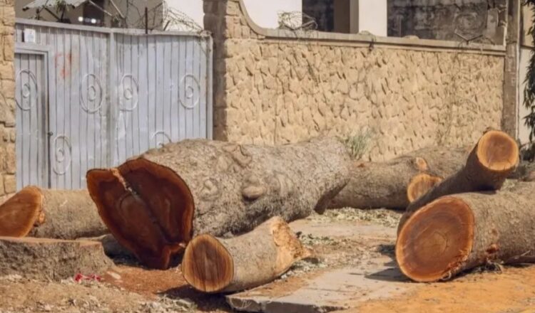 Kotu ta daure mutane 2 a gidan yari saboda sare itace a Kano