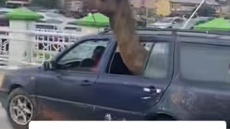 Bidiyon yanda aka dakko Rakumi a Mota ya dauki hankula sosai, Kalli