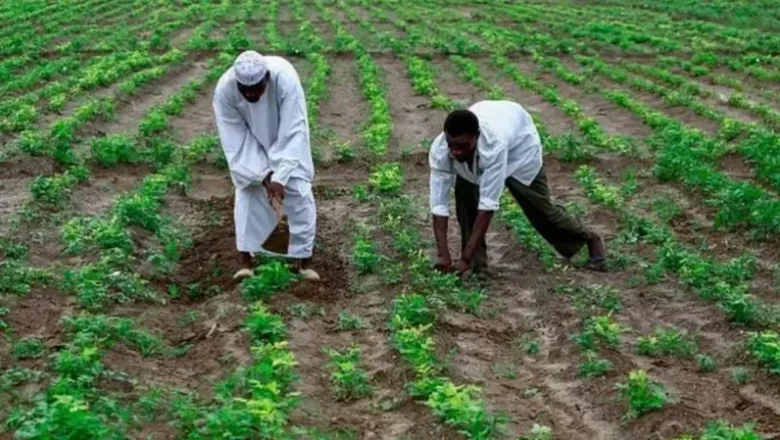 Manoman Najeriya na ƙaurace wa masara da shinkafa saboda tsadar taki