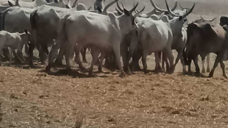 Matsalar tsaro ta janyowa Najeriya asarar Naira Tiriliyan 7.17 sannan kaso 40 na dabbobin da ake dasu sun salwanta saboda matsalar