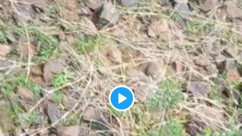 Innalillahi wa’inna ilaihi raji’un: Kalli Bidiyon yanda wasu dakw magana da Hausa ke Gassa naman Mhutaney suna ciy