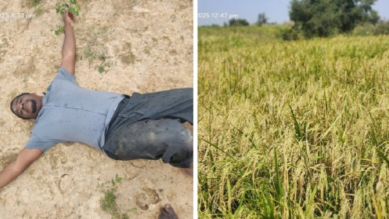 Farfesa Sheriff Muhammad Ibrahim ya koka da cewa, Fulani sun tura shanu sun cinye masa gonar shinkafa