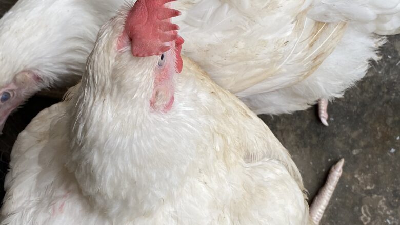 Wani me kiwon kaji ya dauki hankula bayan da yace wadannan kajin nasa Naira dubu dari da ashirin kowane guda