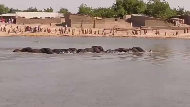 Kalli Bidiyon yanda wasu gungun Giwaye suka bayyana a Jihar Borno suna cinye amfanin gona