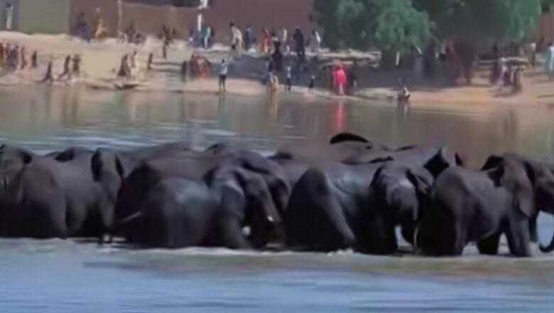 Kalli karin Bidiyon giwayen da suka bayyana a jihar Borno