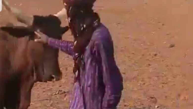 Kalli Bidiyon: Bafulatani ya dauki hankula bayan da ya kira saniyarsa ta je inda yake