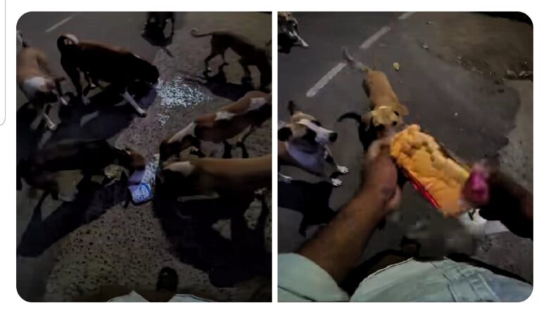 Kalli Bidiyon: Labari me sanya Shauki, yanda wata mata data saba ciyar da karnuka, taje wajan Biki amma tasa aka kawo musu abinci