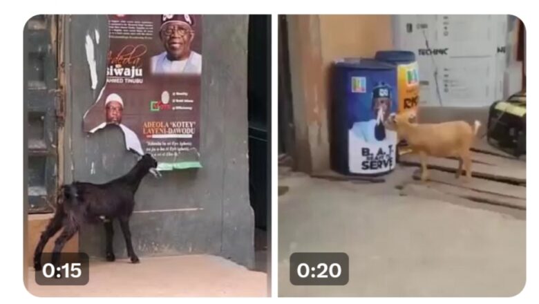 Kalli Bidiyon: Ganin Akuya na cin Fastar Shugaban kasa, Bola Ahmad Tinubu ya dauki hankula