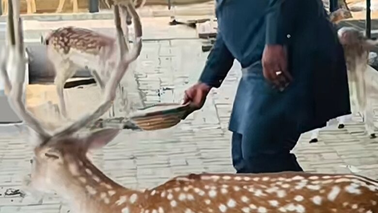 Kalli Bidiyon: Yanda aka ga gwamnan jihar Naija, Umar Bago na kiwon barewa