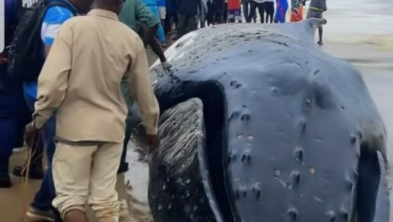 Kalli Bidiyon: Wani katon Kifi da ya fito bakin gaba a kasar Congo ya dauki hankula