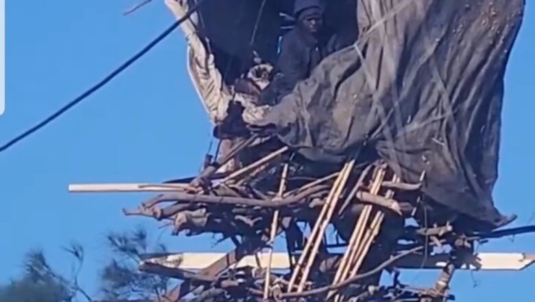 Kalli Bidiyon Wani dake rayuwa a kololuwar saman Bishiya