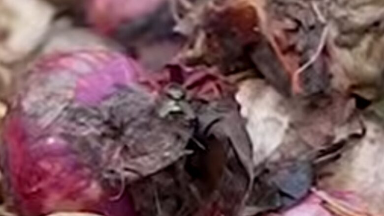 Kalli Bidiyon: An gano cewa yawancin kayan miyan da ‘yan Najeriya ke amfani dasu akwai tsutsa a ciki
